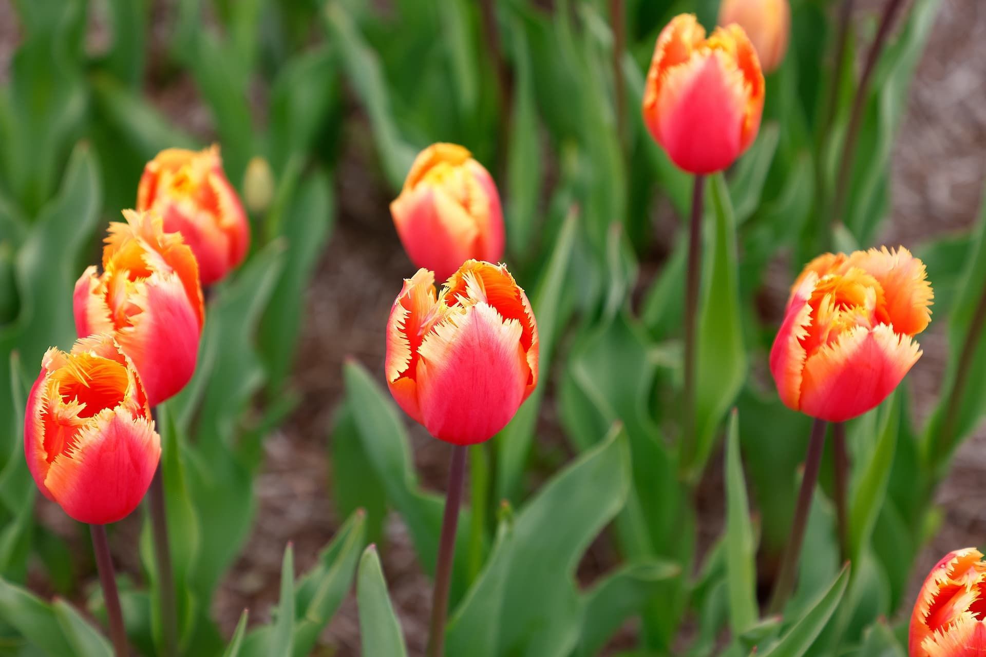 A cluster of pink and orange fringed tulips in a garden bed with green leaves.