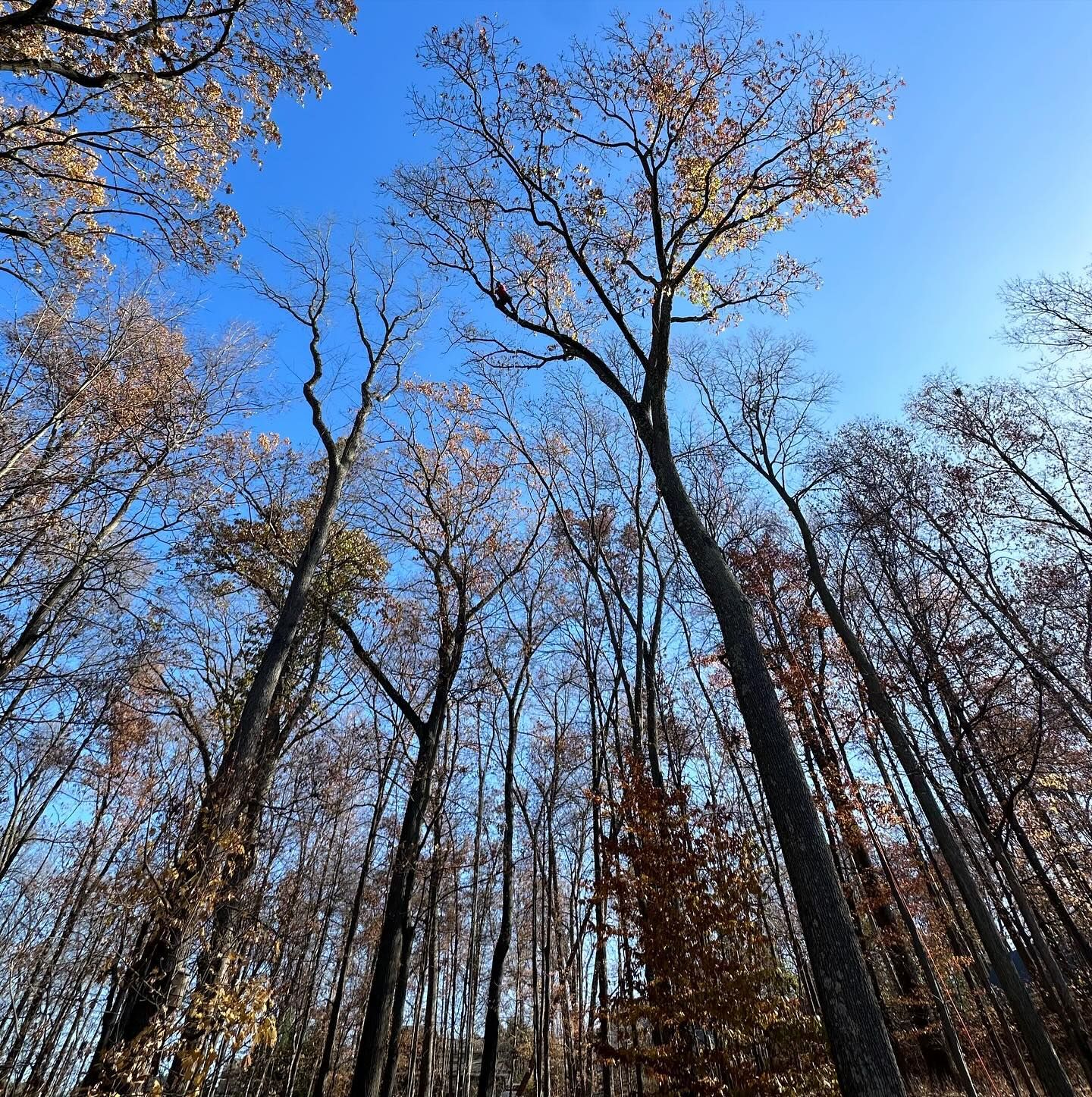 Tall bare trees in a forest reaching into a bright blue sky on a clear day