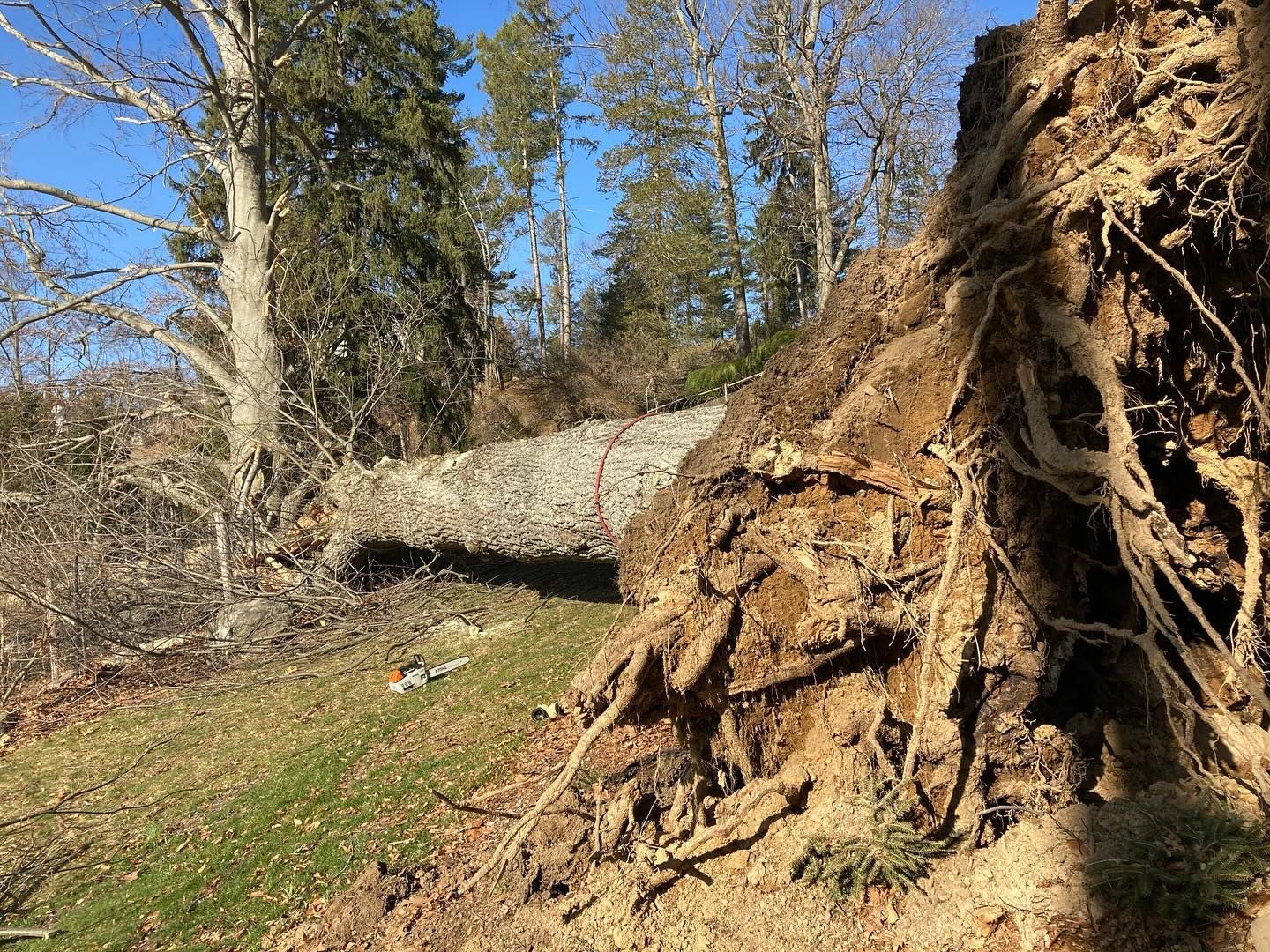 Uprooted tree lying on a grassy, wooded hillside with exposed roots and blue sky.