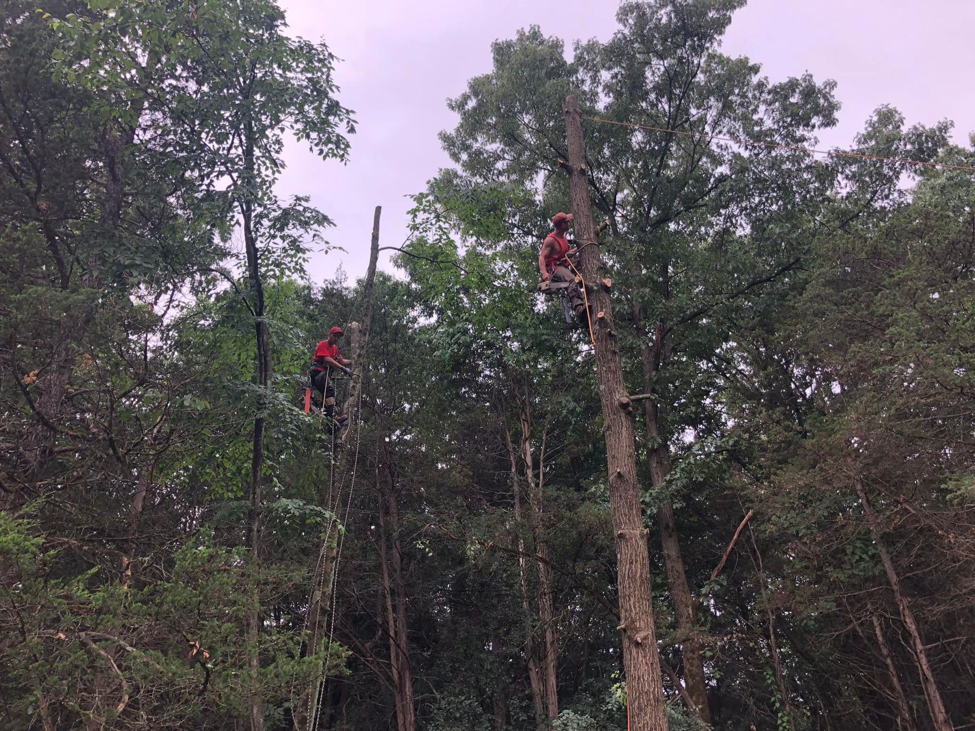 Two people in red climbing tall trees in a wooded area