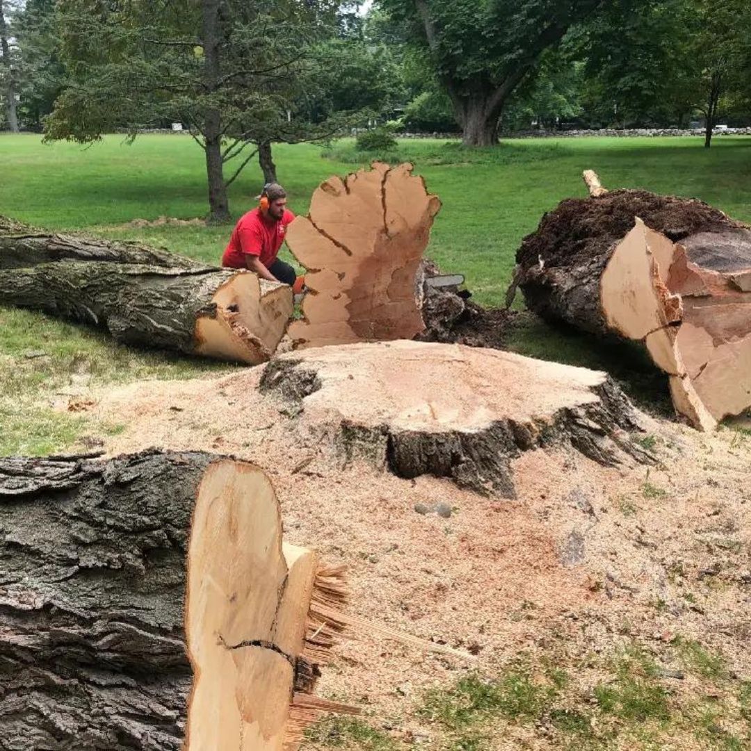 Worker in red chainsawing a huge fallen tree trunk in a grassy park.