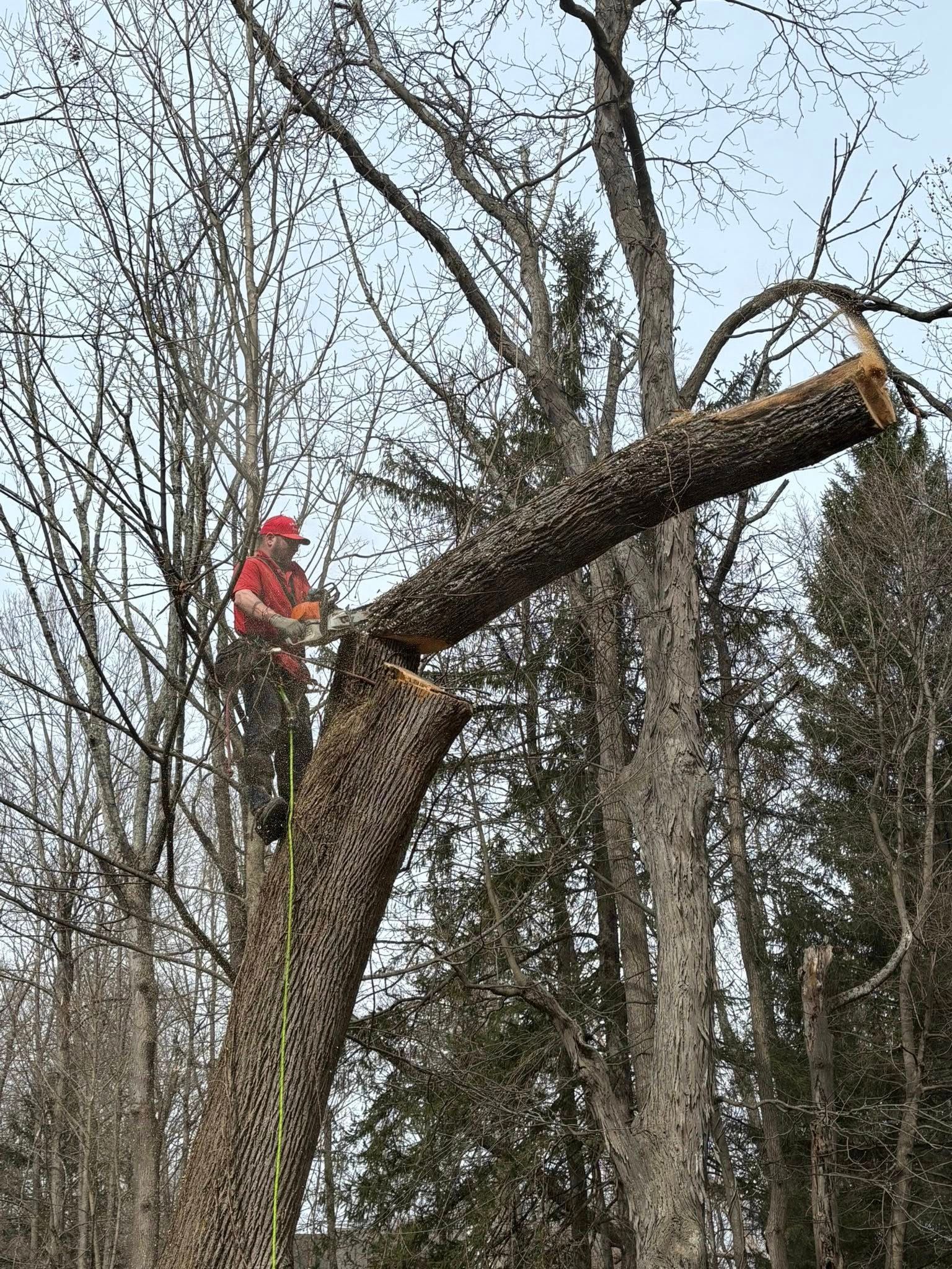Person in red jacket standing on a large bent tree trunk in a leafless wooded area