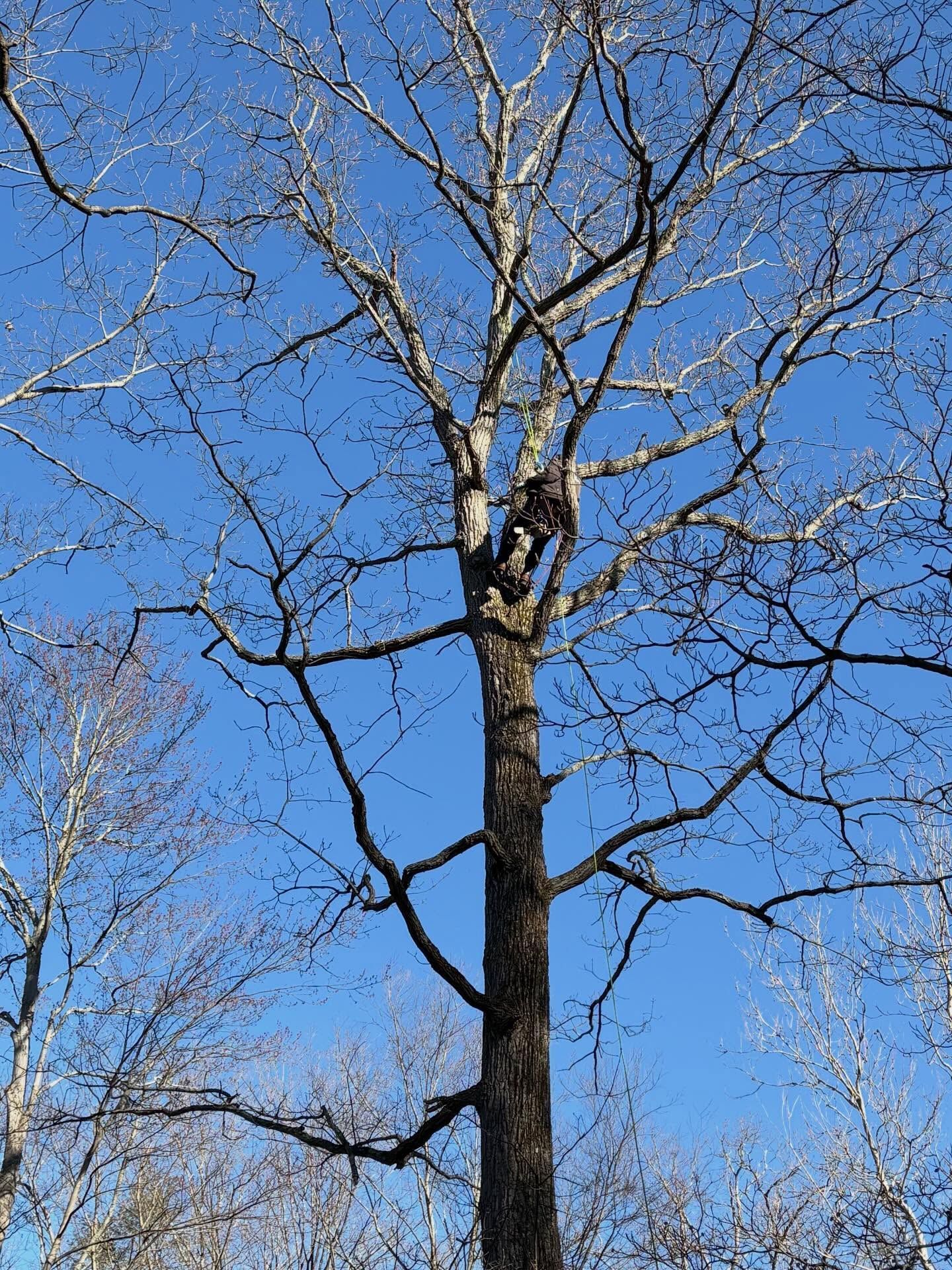 Leafless tree against a clear blue sky
