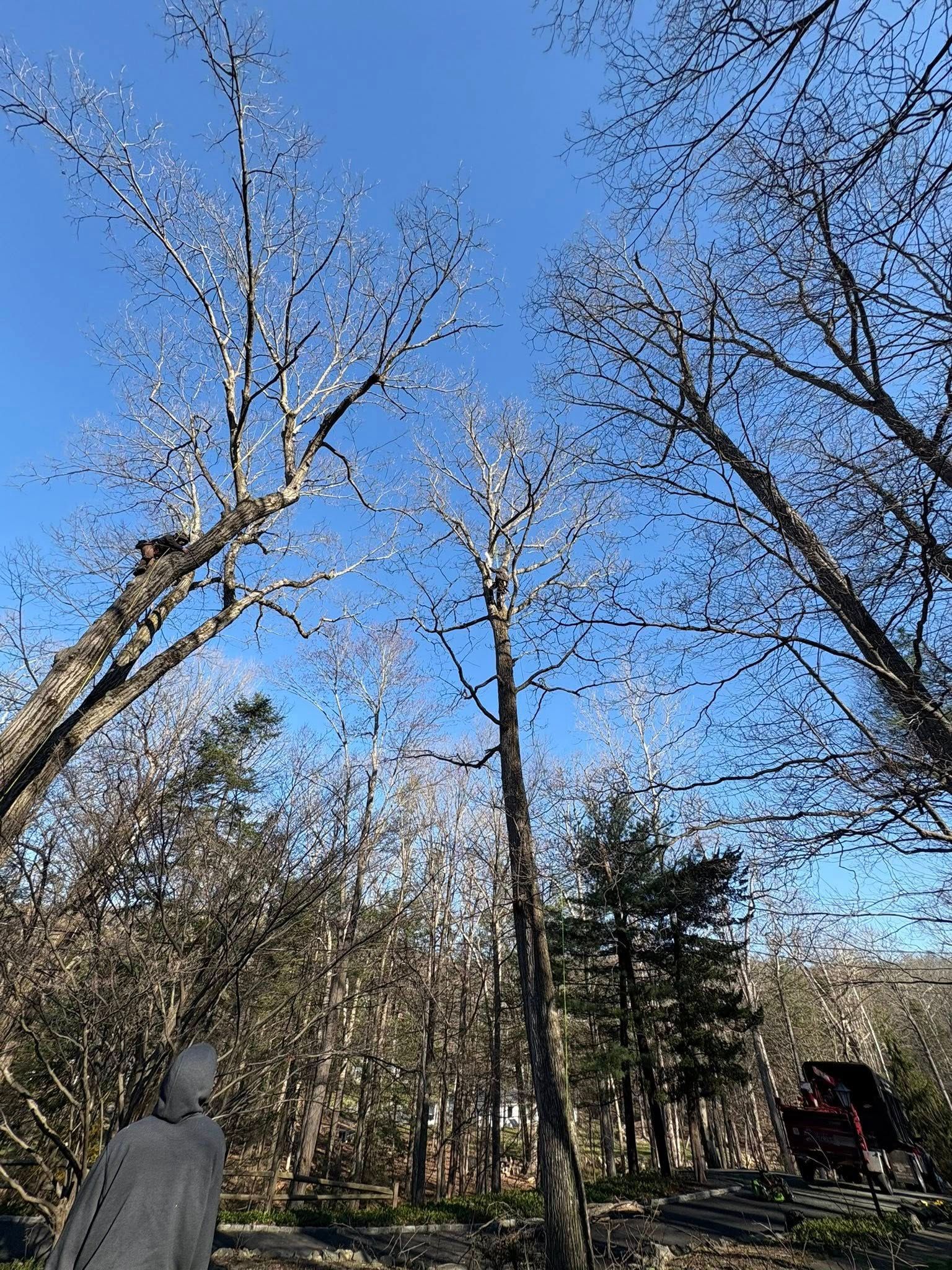 Bare winter trees reaching into a clear blue sky in a wooded park