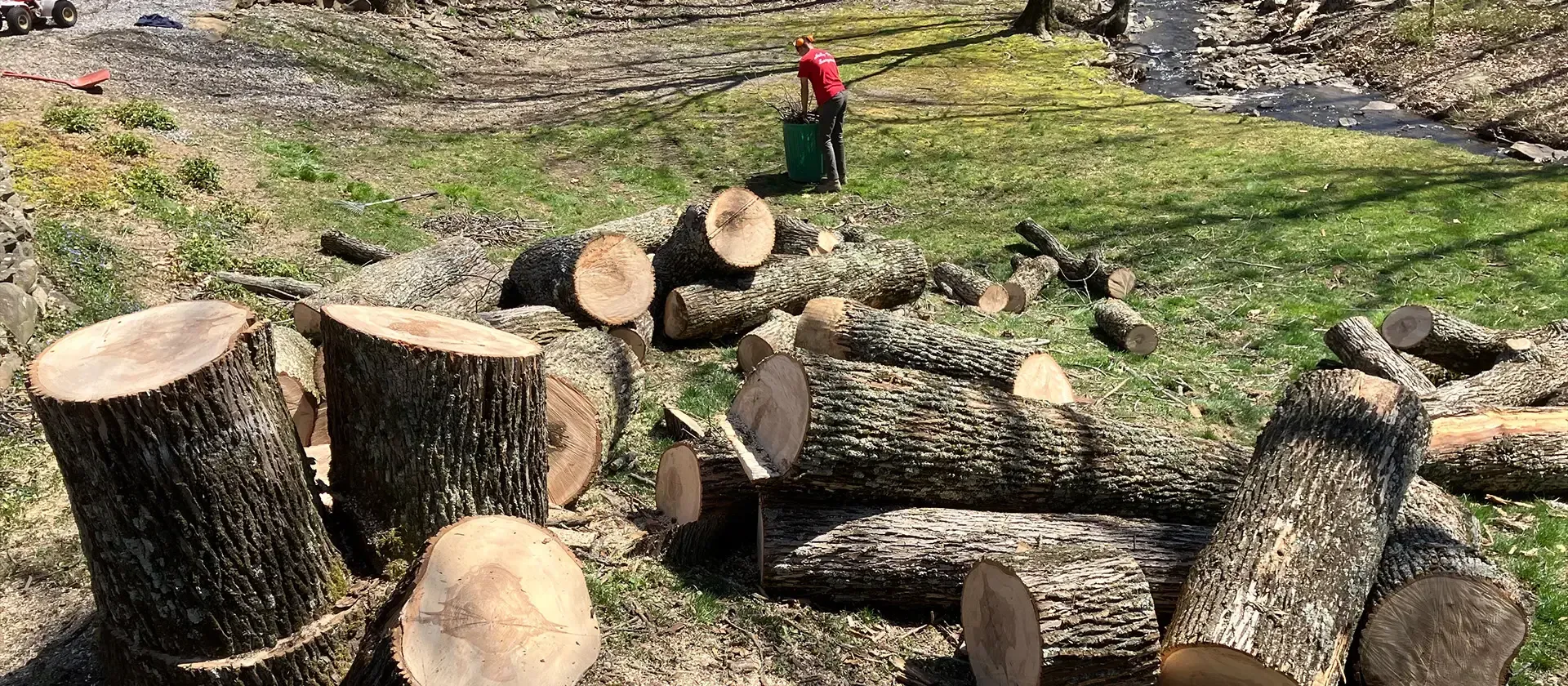 Cut tree trunks and logs scattered across a grassy clearing, with a person in a red hat in the background