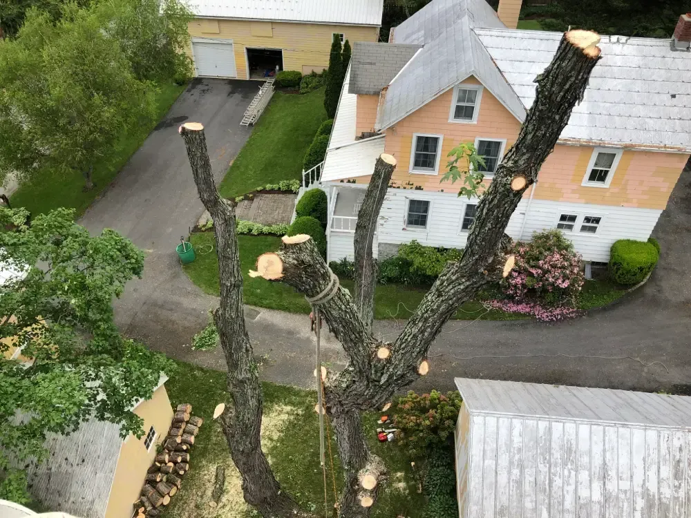 Tree with freshly cut branches in a residential driveway beside houses and a garage.