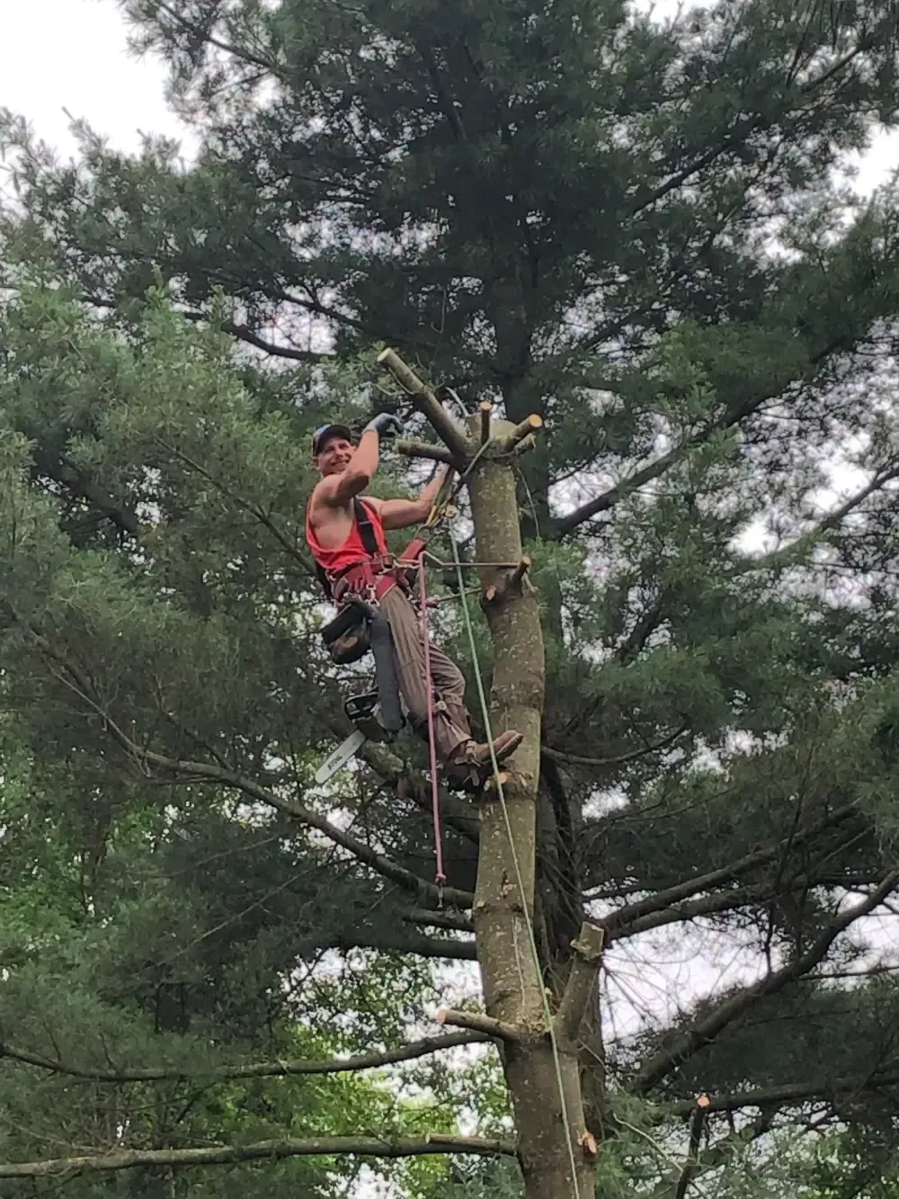 Person climbing a tree with safety gear, reaching upward among dense green branches.