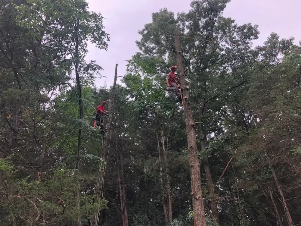 Two people in red helmets climbing tall trees in a forest canopy