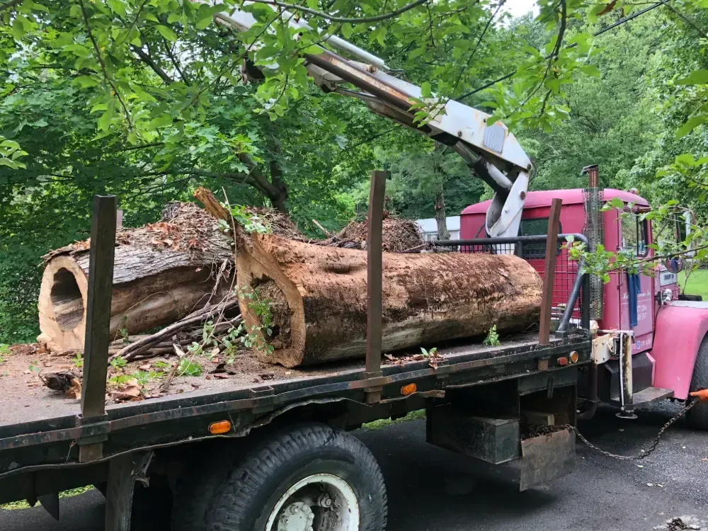 Pink truck hauling large tree logs on a flatbed in a wooded area