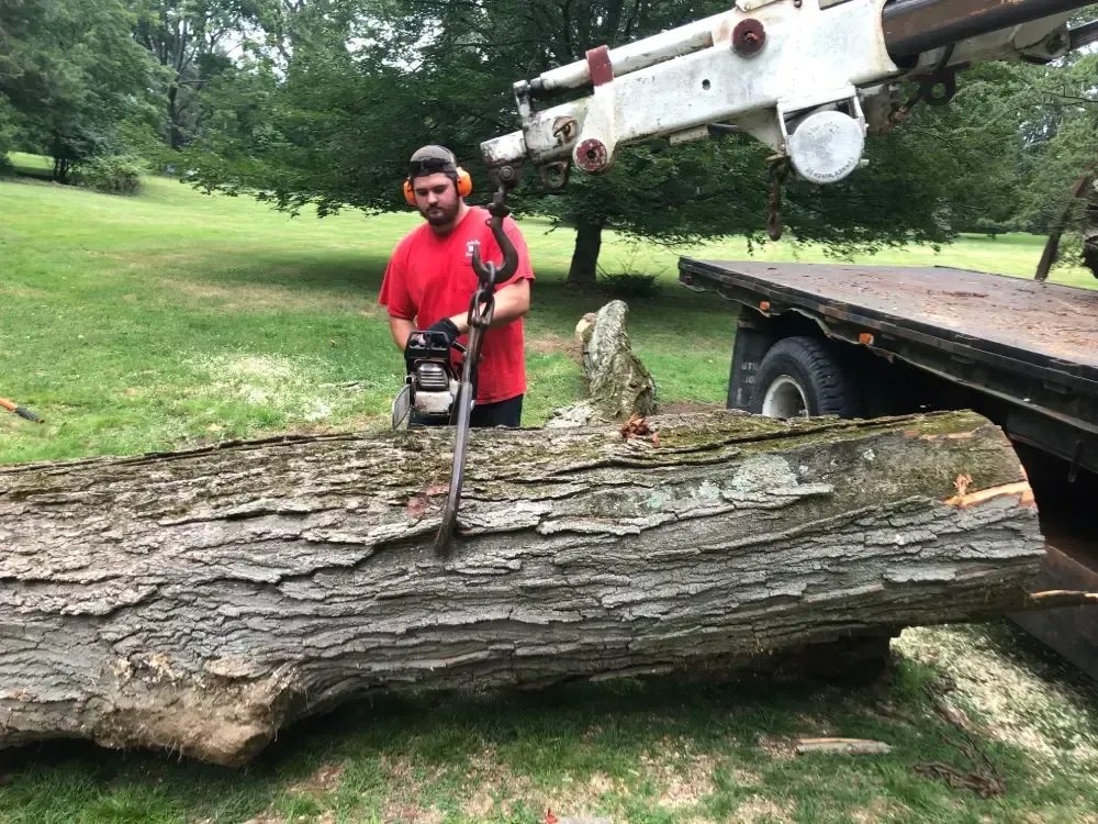 Man in red shirt using a chainsaw to cut a large fallen tree trunk beside a trailer in a grassy park