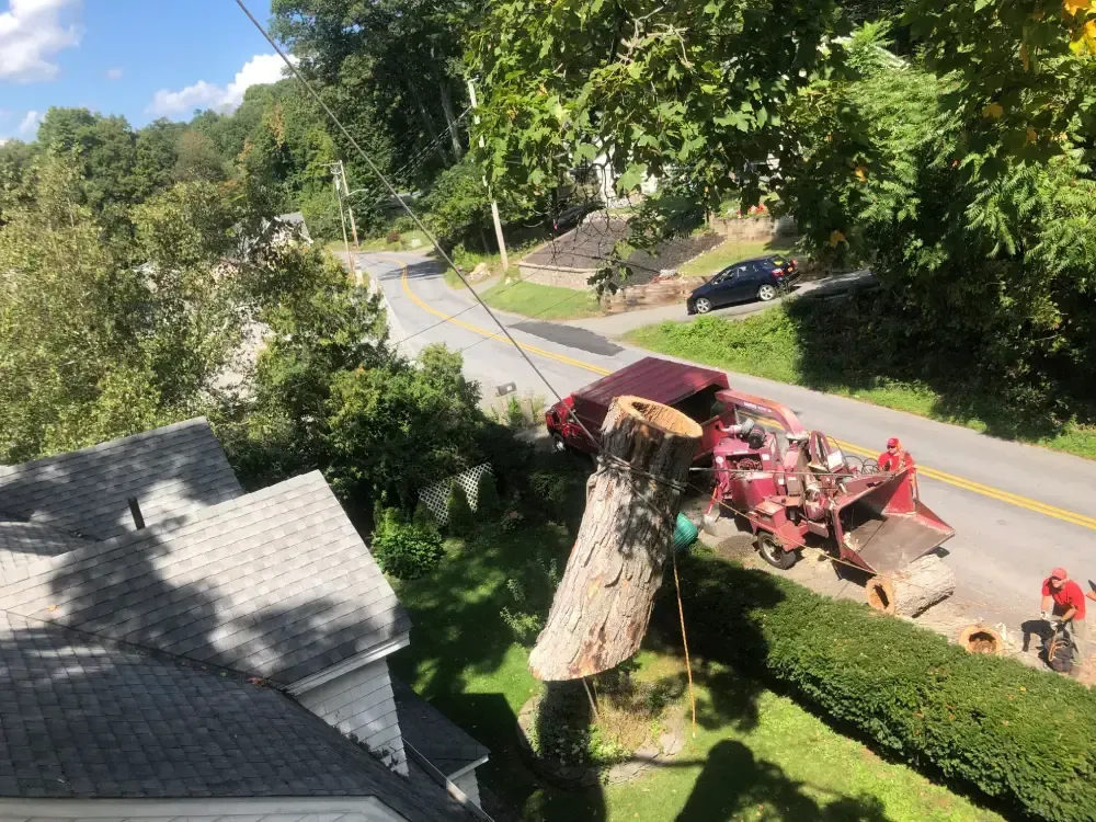 Tree removal crew with red truck and crane trimming a large stump beside a road in a leafy neighborhood