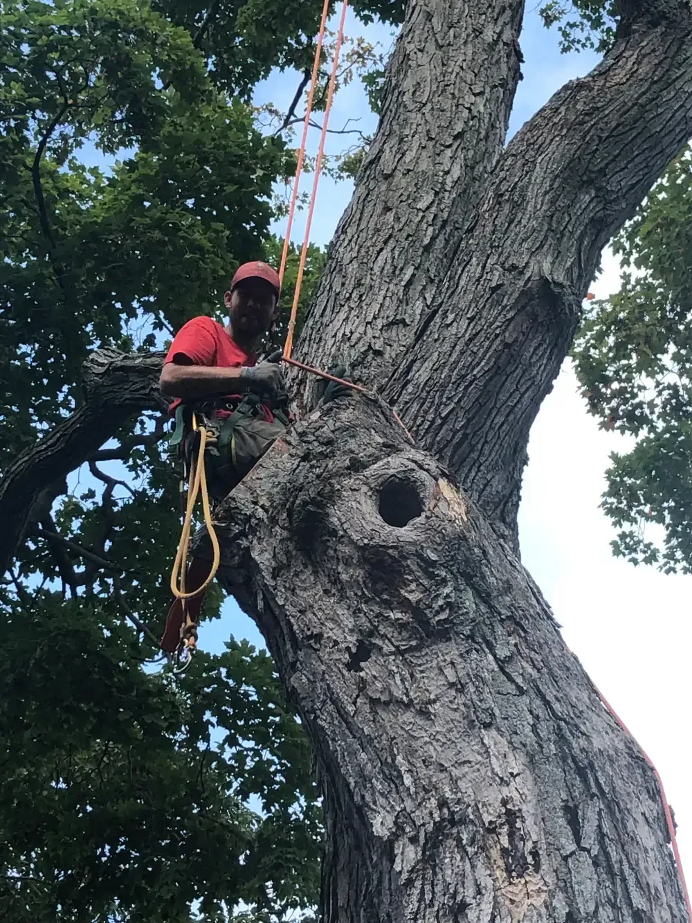 Arborist in red gear climbing a large tree with ropes and a visible hollow trunk