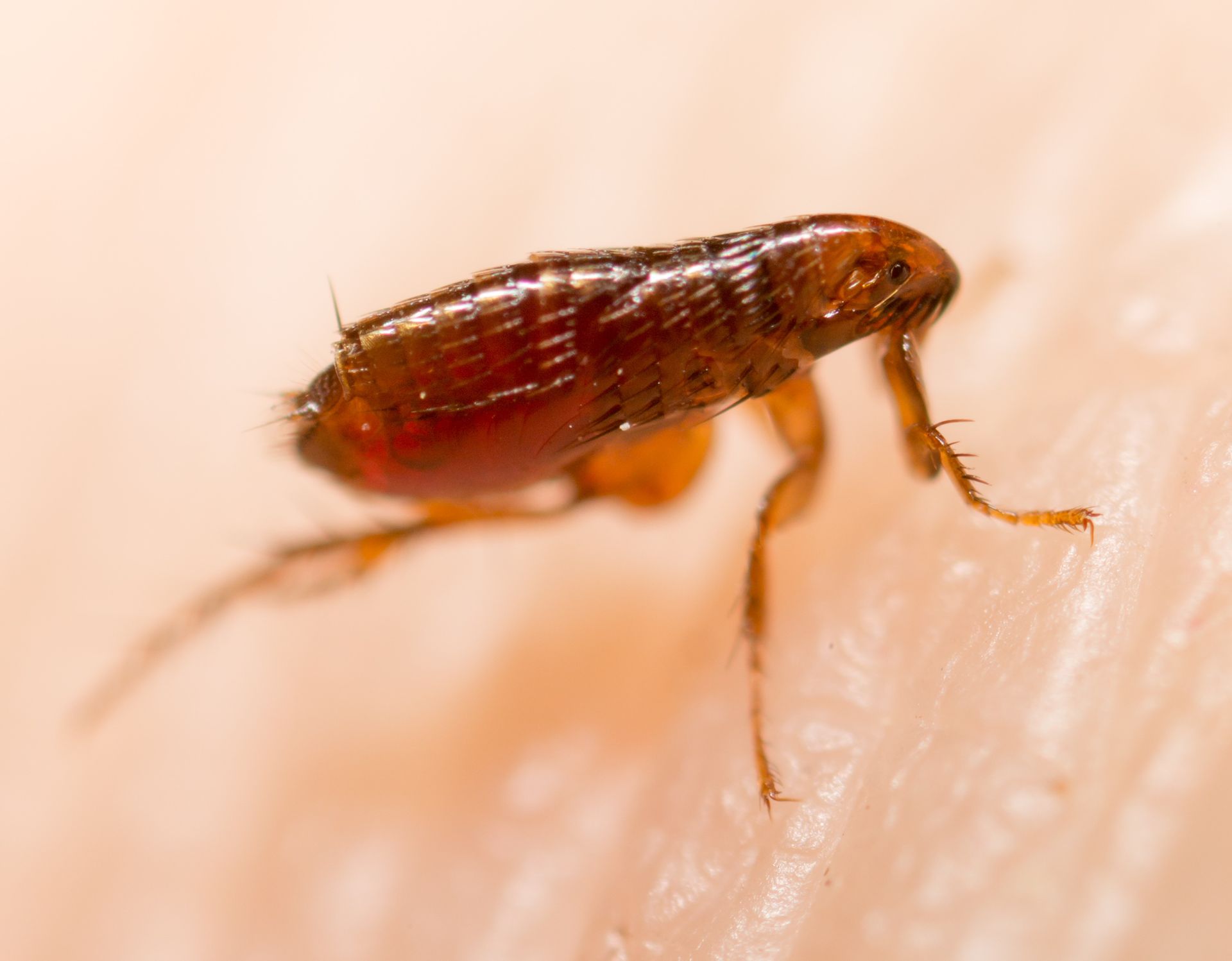 Close-up of a brown flea on human skin, showing its legs and body Close-up of a brown flea on human skin, showing its legs and body