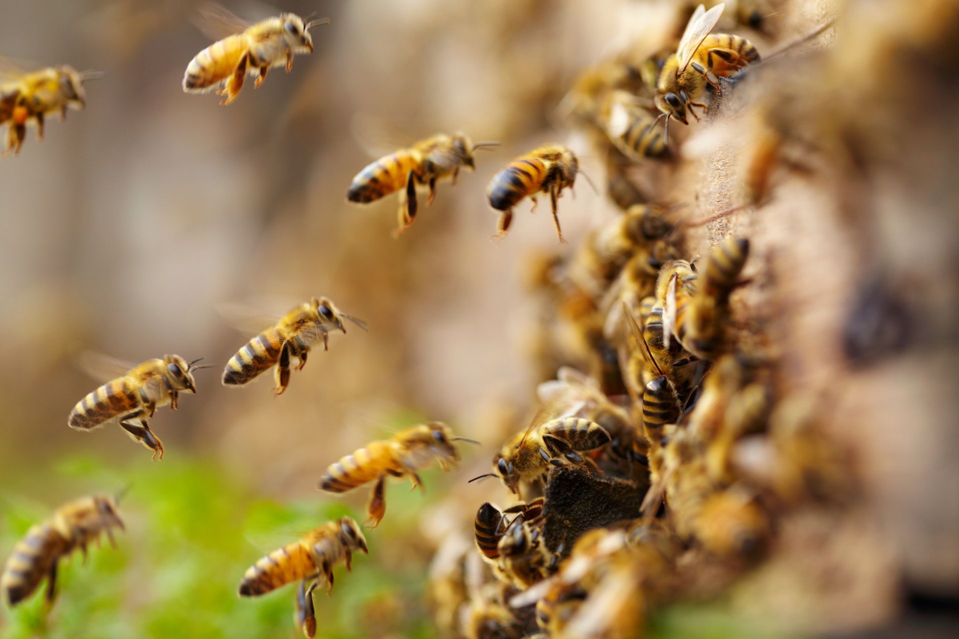 Bees flying around and clustering on a hive, with a blurred, warm-toned background Bees flying around and clustering on a hive, with a blurred, warm-toned background