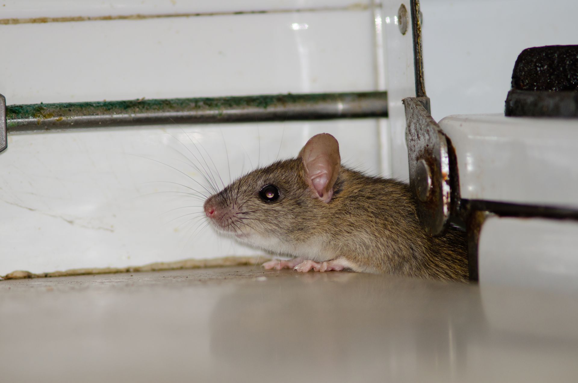 Brown mouse peeking from behind a white appliance on a kitchen floor Brown mouse peeking from behind a white appliance on a kitchen floor
