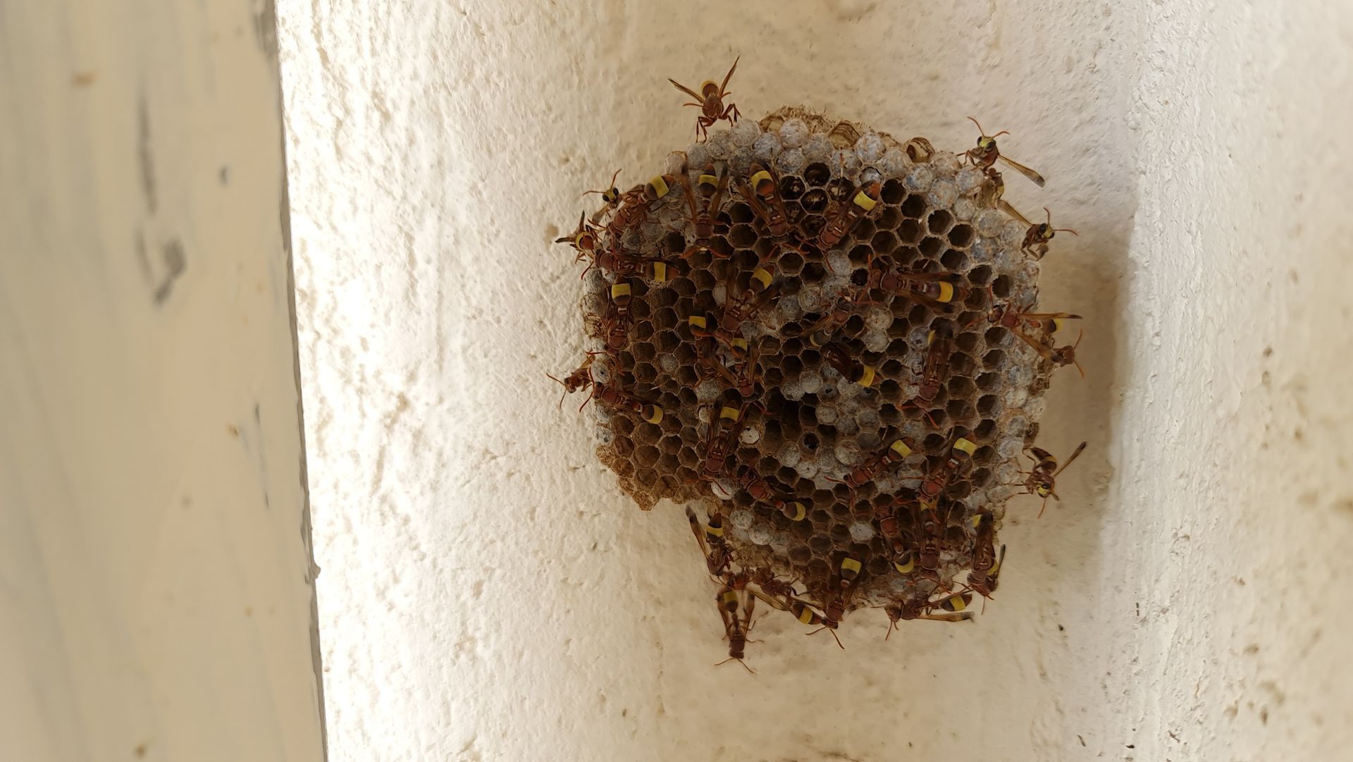 A small honeycomb-like nest with many tiny insects attached to a white wall corner. A small honeycomb-like nest with many tiny insects attached to a white wall corner.