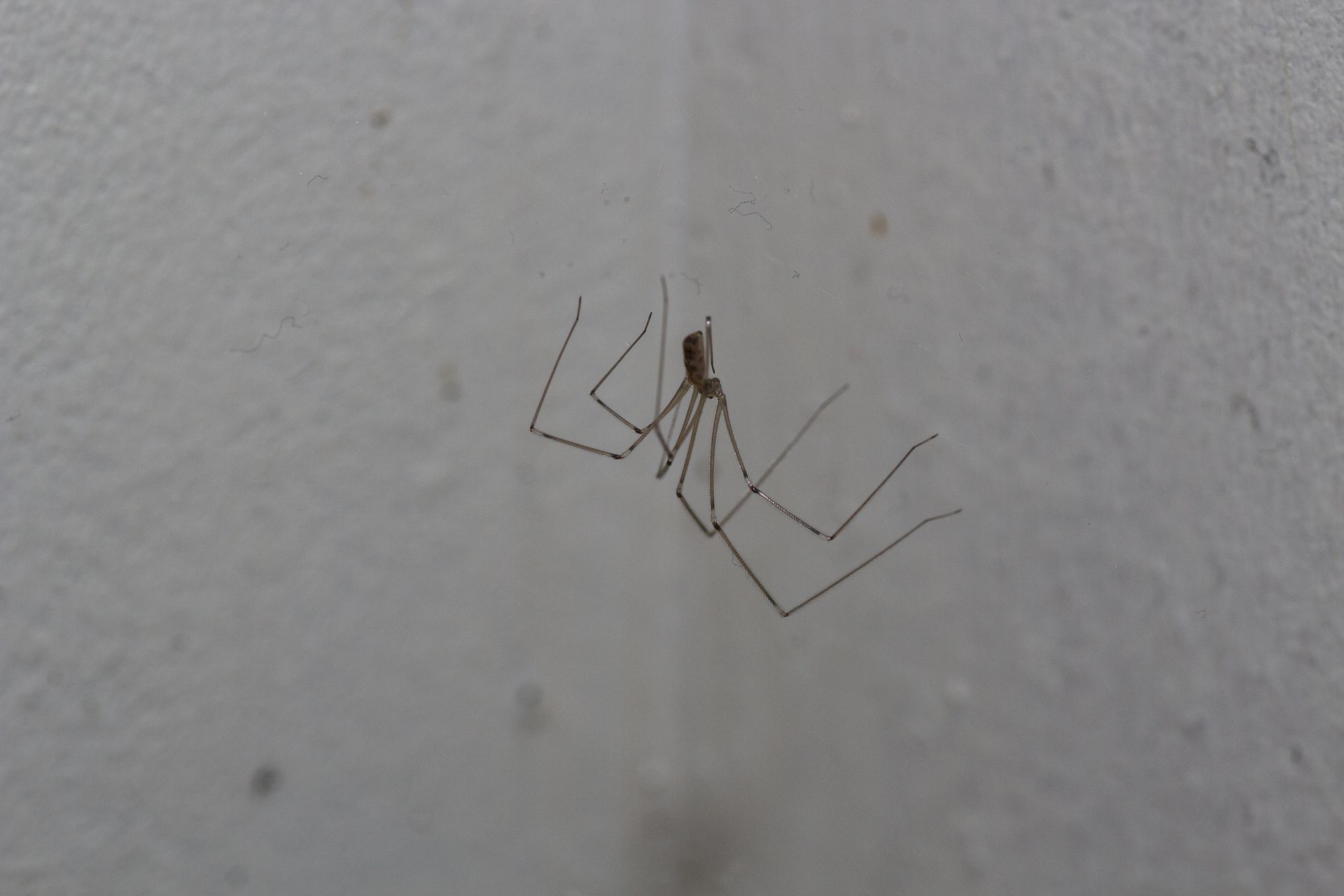 A long-legged spider clings to a light-colored wall. A long-legged spider clings to a light-colored wall.