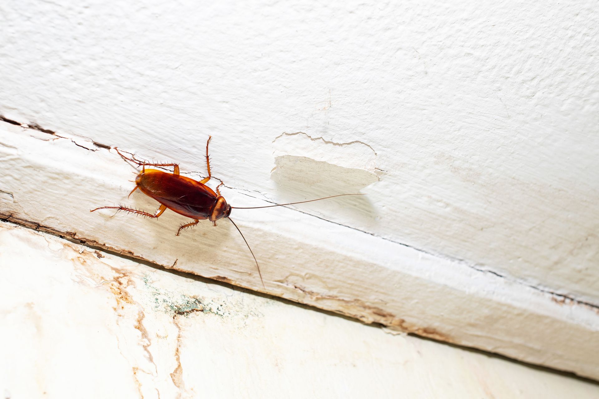 Brown cockroach on a white wall near a ceiling seam