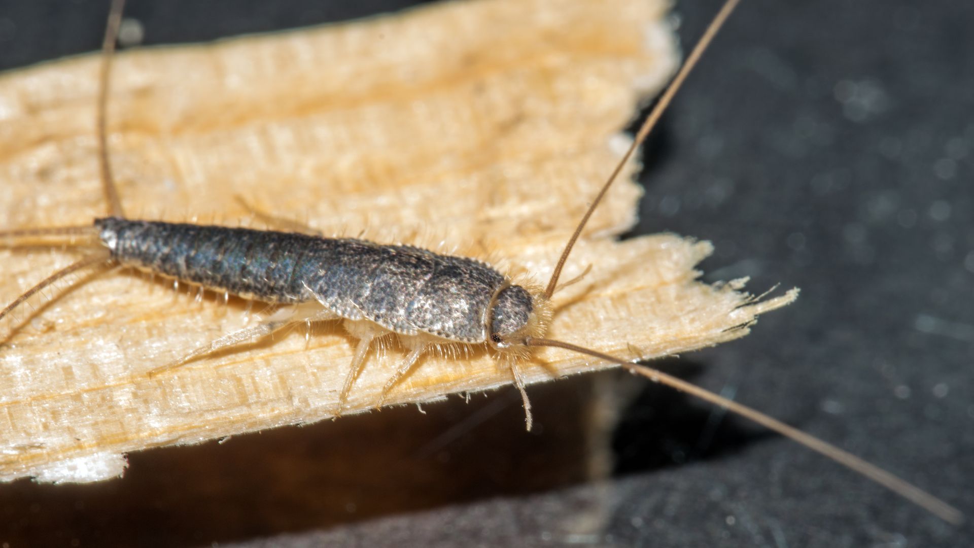 Close-up of a silverfish insect on a piece of wood. Close-up of a silverfish insect on a piece of wood.
