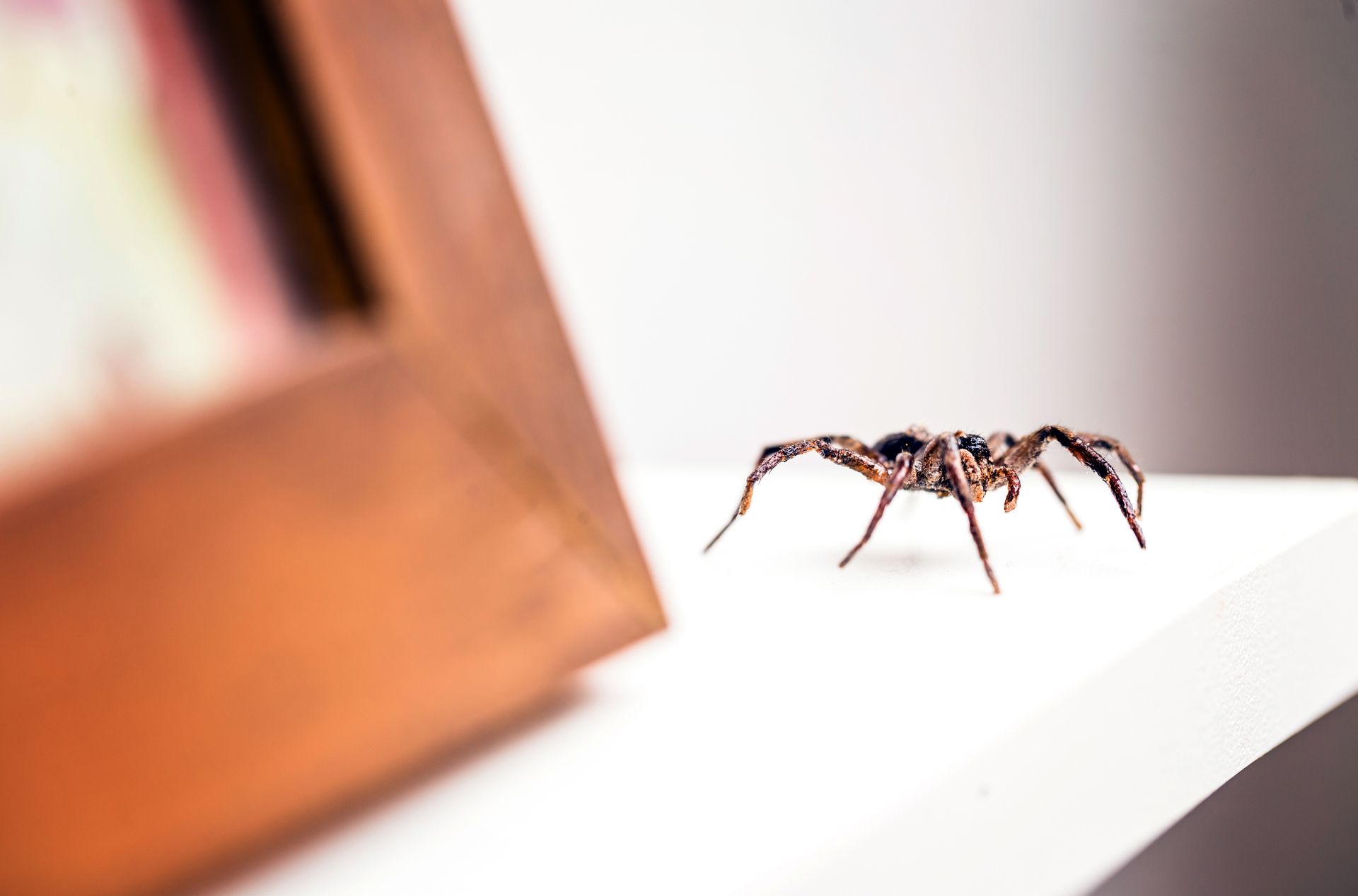 A small spider on a white surface beside a blurred wooden frame A small spider on a white surface beside a blurred wooden frame