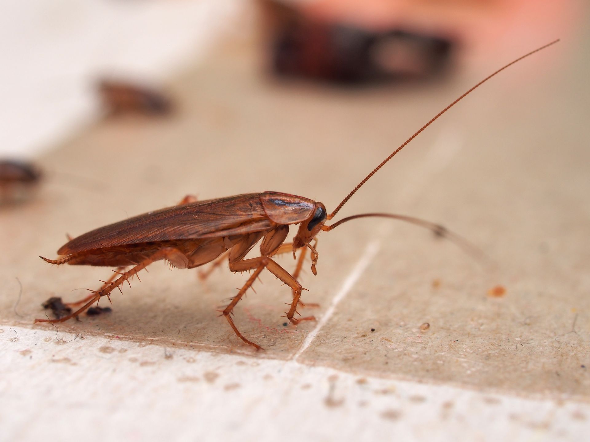 Brown cockroach on a light surface, antennae extended, close-up side view Brown cockroach on a light surface, antennae extended, close-up side view