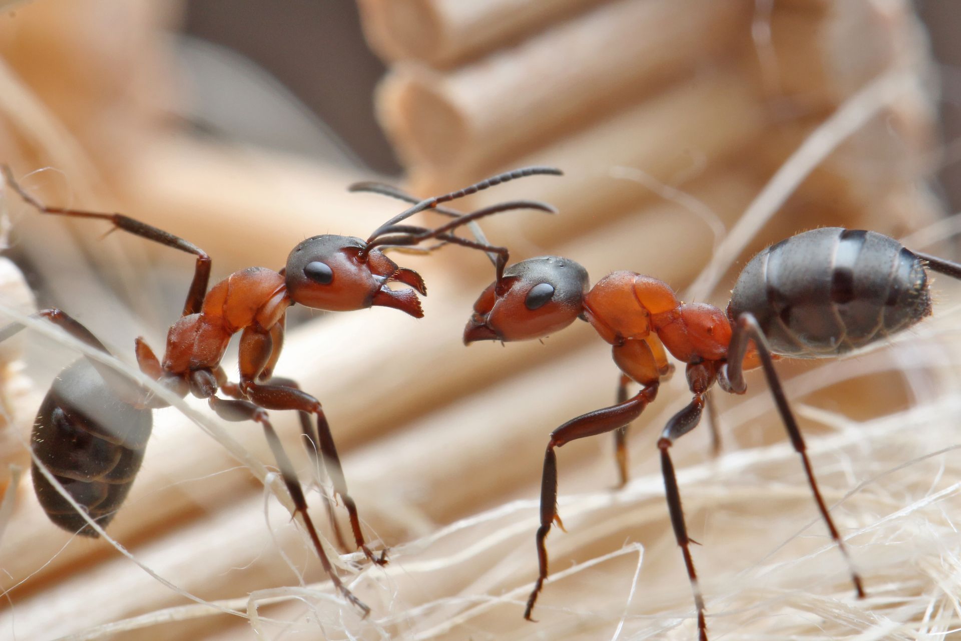 Two red and black ants facing off on pale wood, antennae raised in a close-up macro shot
