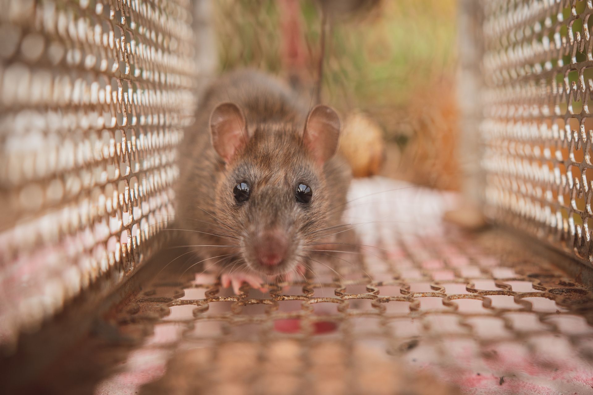A small mouse inside a woven trap, facing the camera on a wooden surface. A small mouse inside a woven trap, facing the camera on a wooden surface.