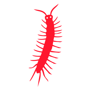 Millipedes — Burnie, TAS — Coastal Pest Control Millipedes — Burnie, TAS — Coastal Pest Control