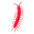 Millipedes — Burnie, TAS — Coastal Pest Control Millipedes — Burnie, TAS — Coastal Pest Control