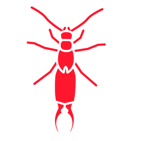 Earwigs — Burnie, TAS — Coastal Pest Control Earwigs — Burnie, TAS — Coastal Pest Control