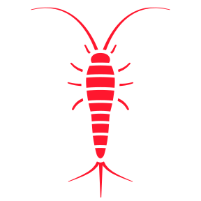 Silverfish — Burnie, TAS — Coastal Pest Control Silverfish — Burnie, TAS — Coastal Pest Control