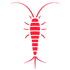 Silverfish — Burnie, TAS — Coastal Pest Control Silverfish — Burnie, TAS — Coastal Pest Control