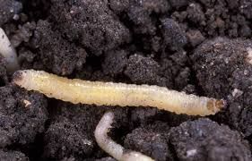 Diabrotica larva