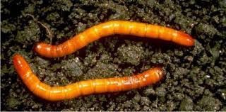 Ferretto larva