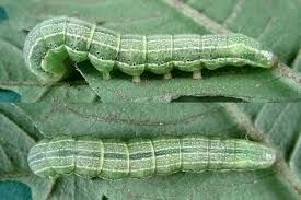 Nottua larva