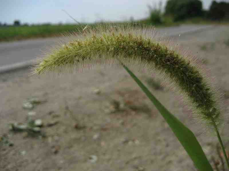 Pabbio