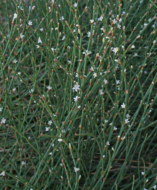Persicaria