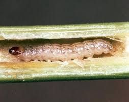 Piralide larva
