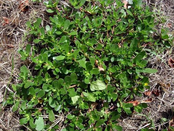 Porcellana