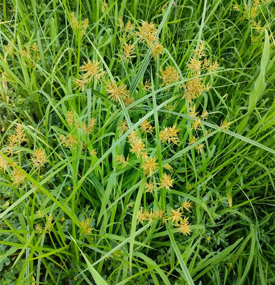 Cyperus
