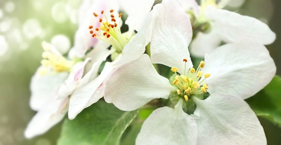 Close-up of white flowers with yellow and red stamens against a soft green background