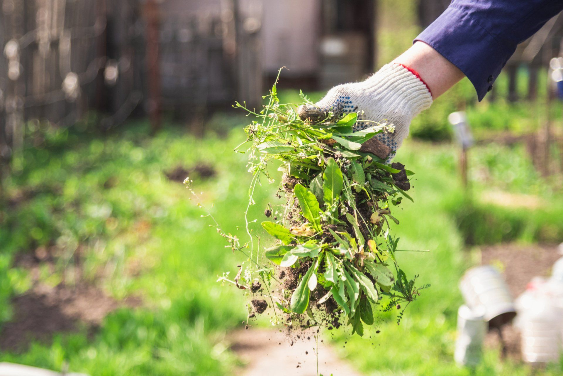 Man Removing Weeds on the Lawn — Thibodaux, LA — Beyond Blessed Lawn Care and Home Maintenance, LLC