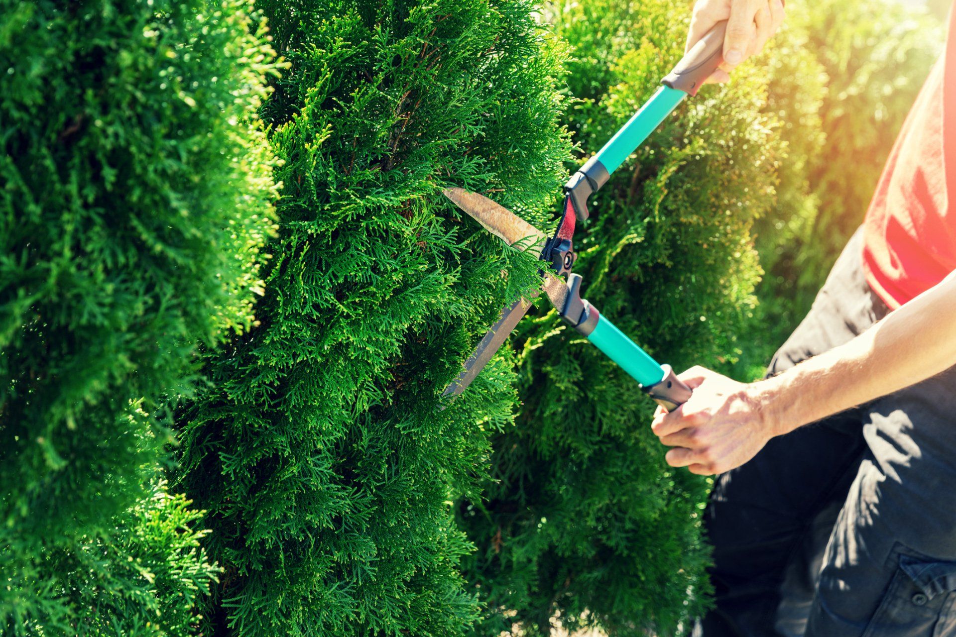 Man Trimming Trees — Thibodaux, LA — Beyond Blessed Lawn Care and Home Maintenance, LLC