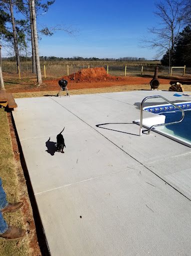 A dog is standing on a concrete patio next to a swimming pool.