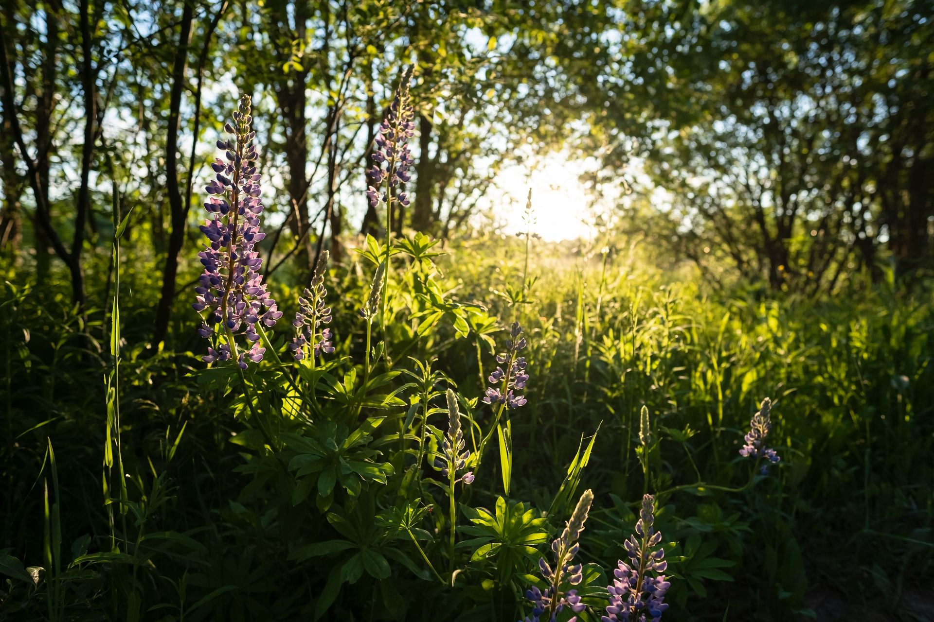 Purple lupine flowers grow in a sunlit meadow in front of silhouetted trees at sunset.