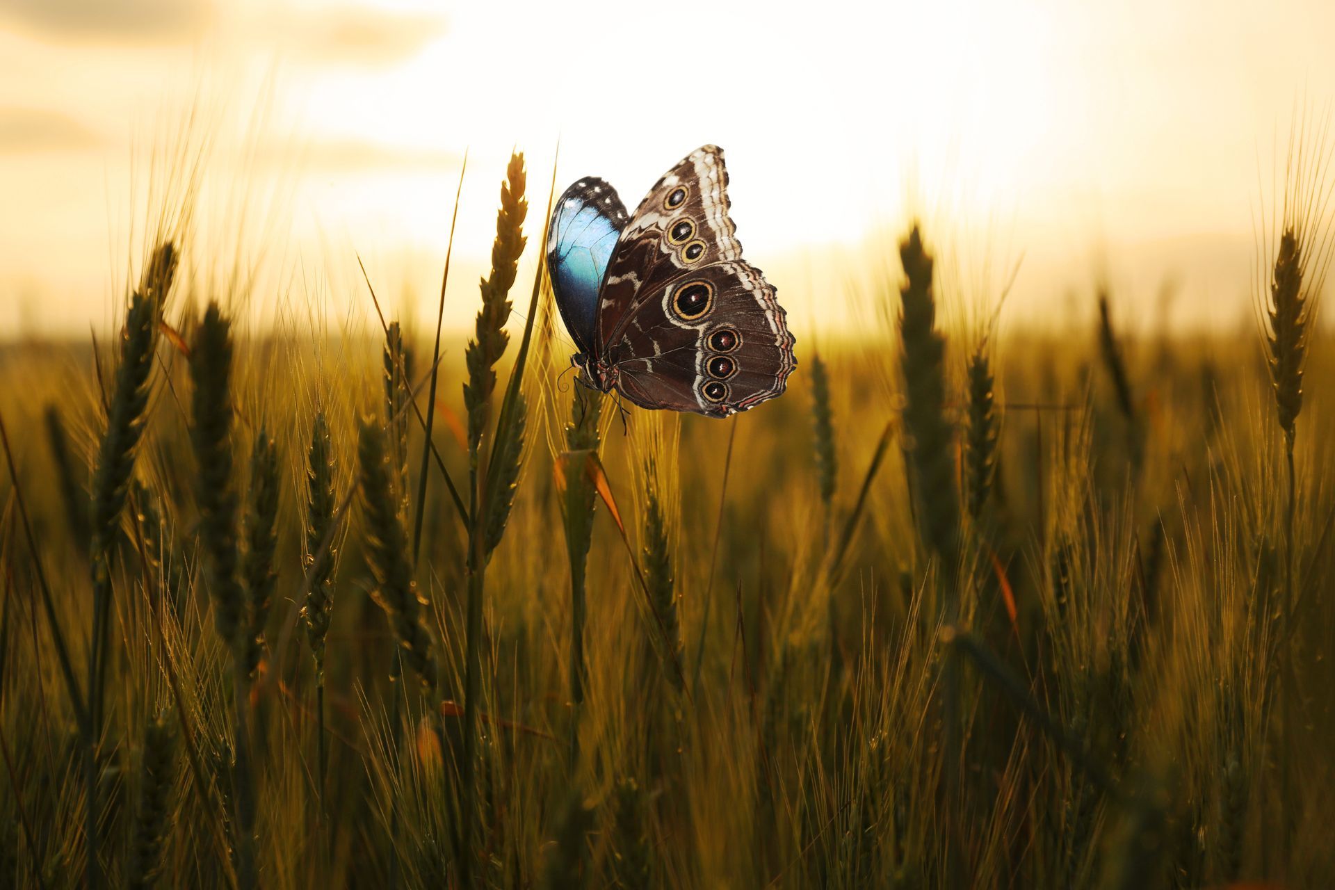 A butterfly with patterned wings rests on a stalk of grain in a golden, sunlit field.