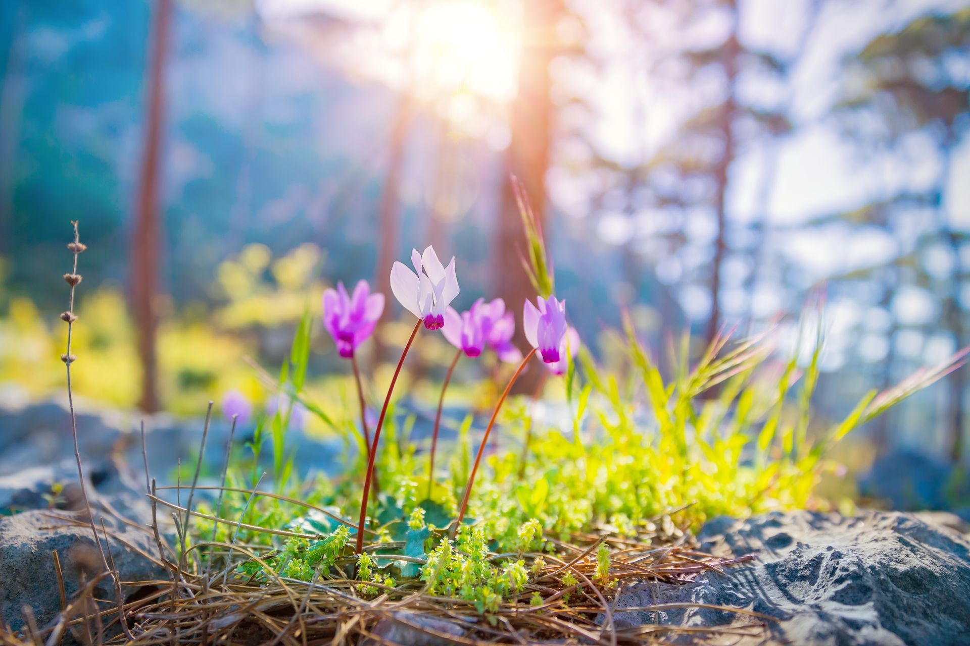 Delicate pink and white cyclamen flowers bloom in a sunlit forest clearing among rocks and greenery.