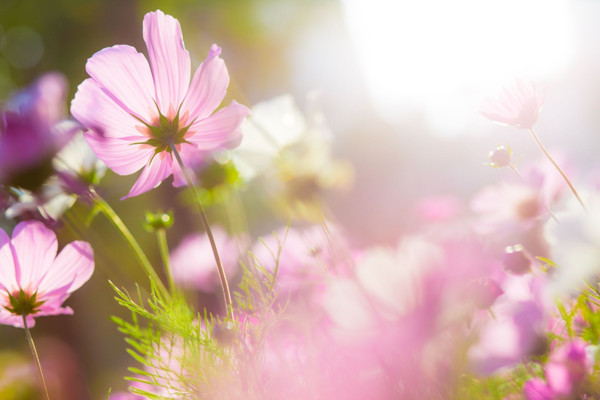 Soft, backlit pink cosmos flowers blooming in a sunlit field with a dreamy, out-of-focus background.