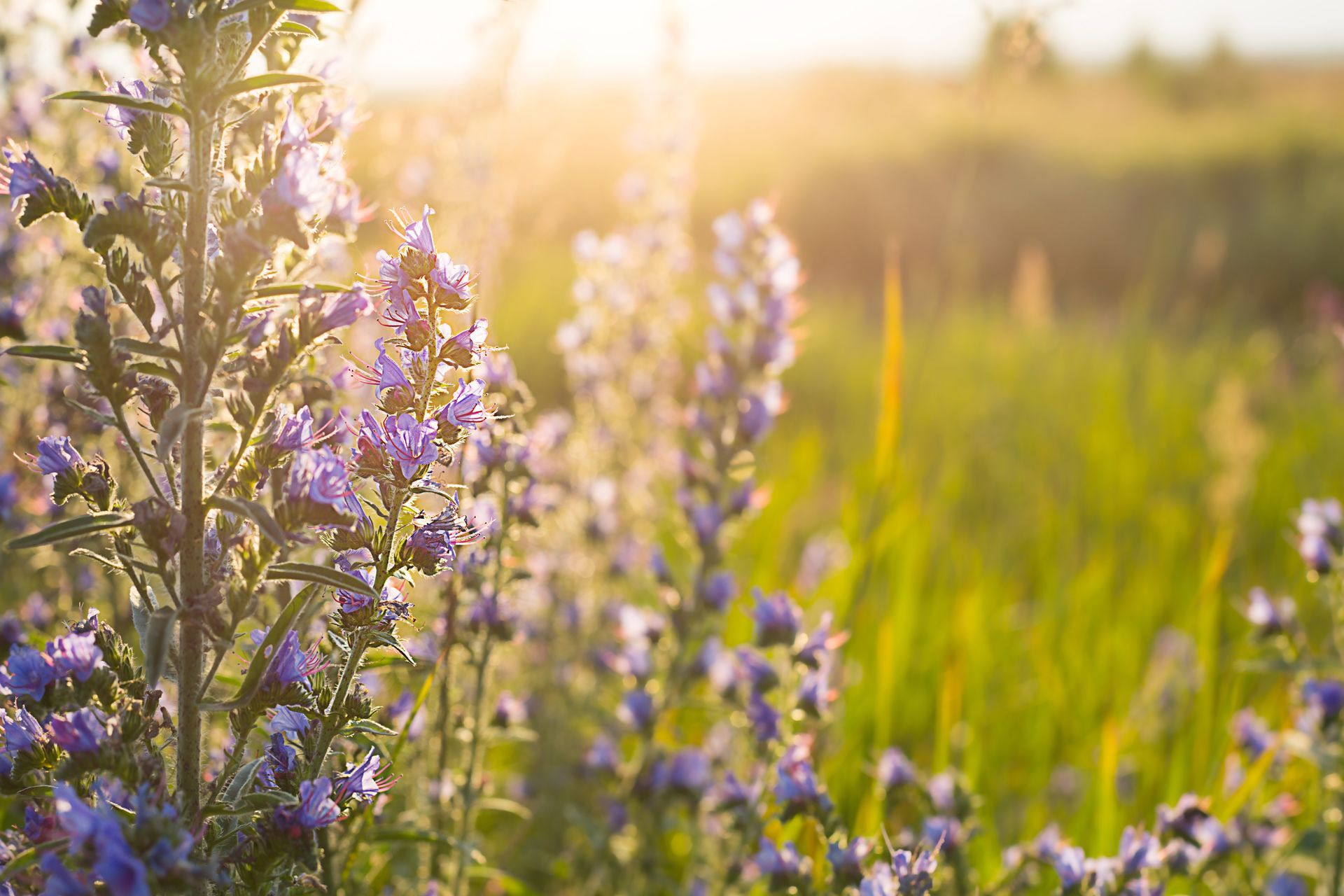 A sunlit meadow filled with tall purple wildflowers bathed in the warm, golden glow of sunset.