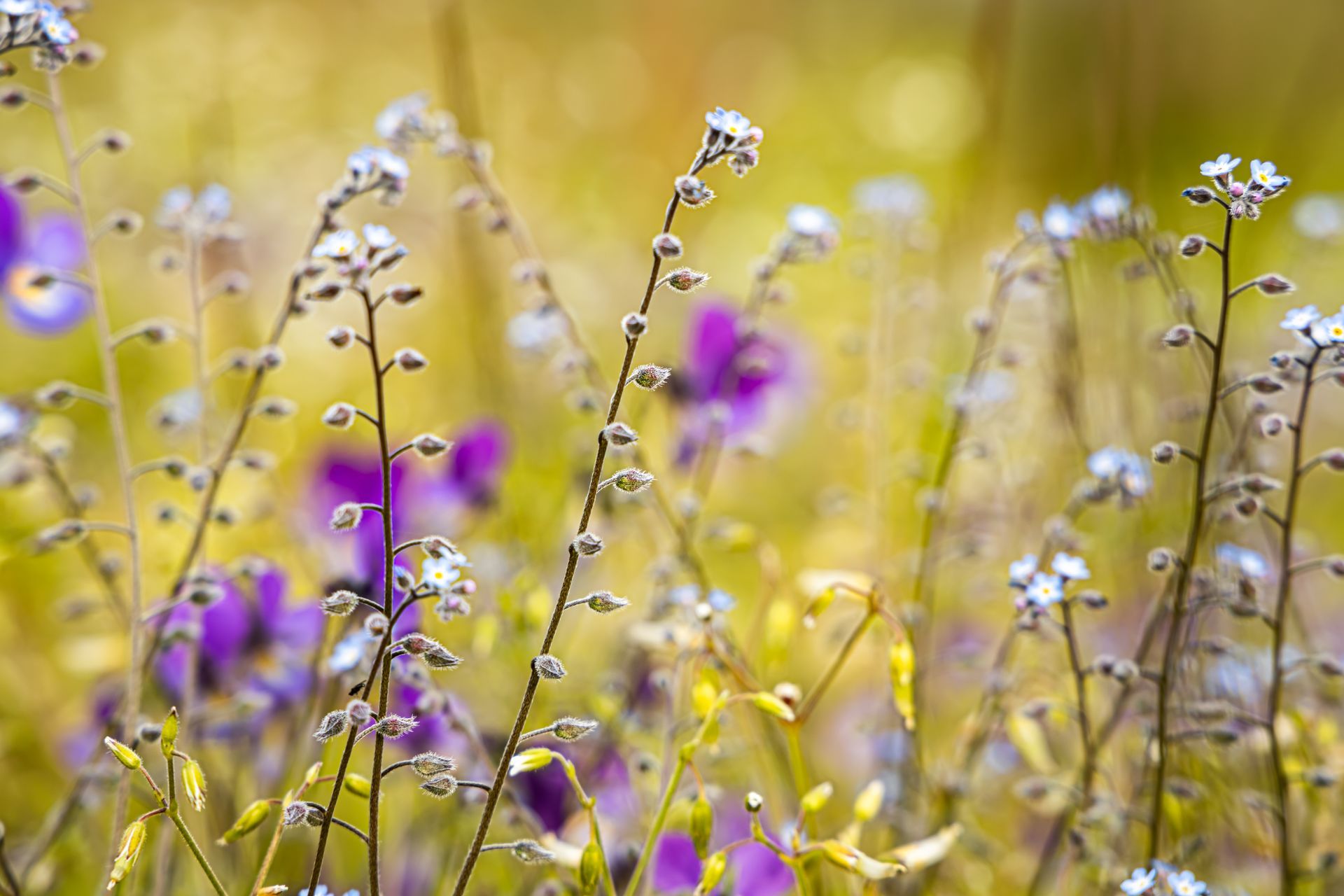 Small, delicate blue and purple wildflowers bloom amidst thin, slender stems against a soft, blurred golden-yellow field.